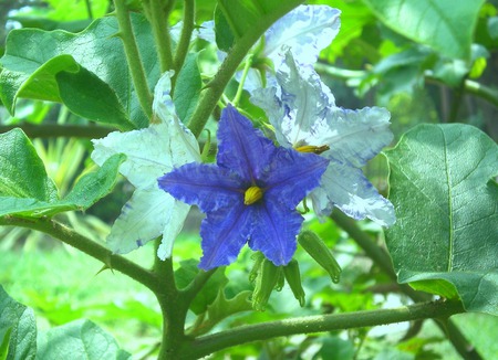 Purple and white flowers - flowers, nature, purple and white