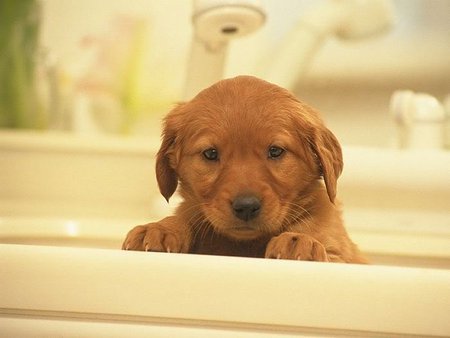 Caramel puppy - pet, animal, caramel, dog, puppy