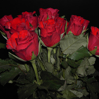 Night Roses