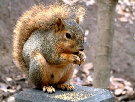 Squirrel - animal, nature, squirrel, life