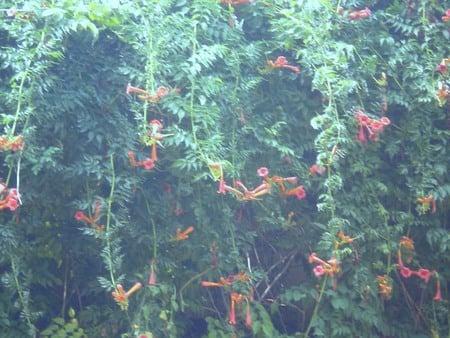 Hanging flowers - flowers, hanging, nature