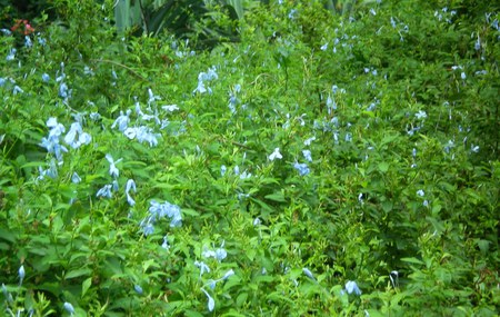 Sky blue flowers - nature, sky blue, flowers