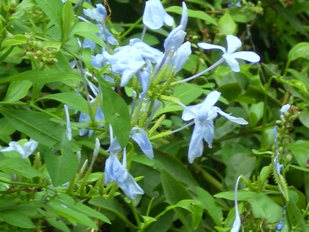 Sky blue flowers - nature, sky blue, flowers