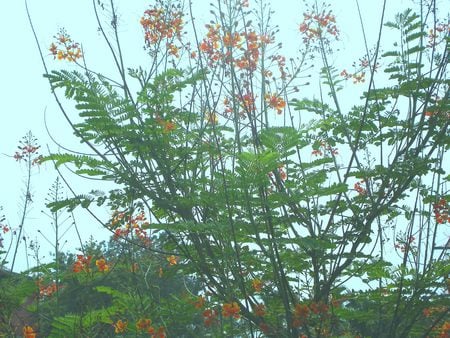 Flowering branch - nature, flowering branch, flowers