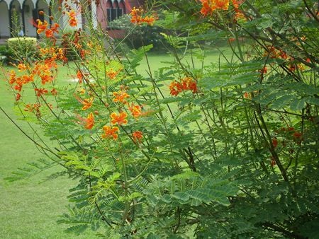 Flowering branch - nature, flowering branch, flowers