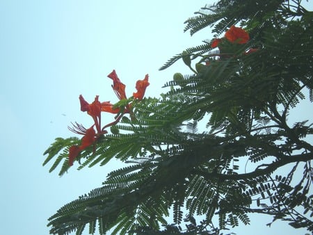 flowers branch and blue sky - flowers, blue sky, nature, flowers branch