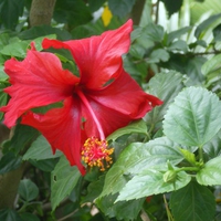 Red bell flower