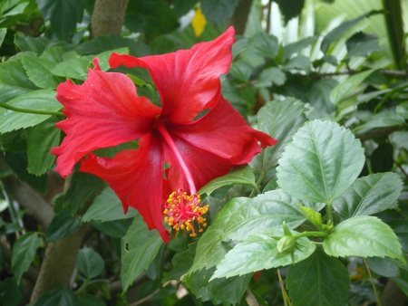 Red bell flower - red bell, flowers, flower, nature