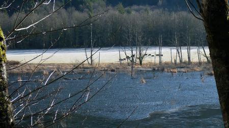 Cows in Frosty Field - widescreen, river, frozen, winter, cattle, field, washington, cows