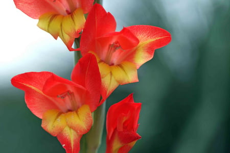 Flower colour - red, spring, flower, green