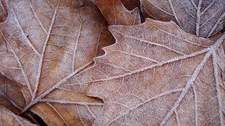 Frozen in Time - fall, winter, leaves, widescreen, ice, cold, autumn