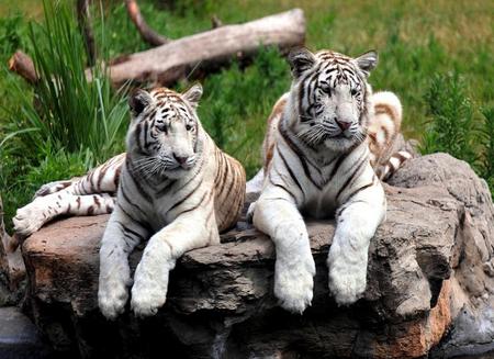 Just lying around - white, resting, rock, pair, tigers