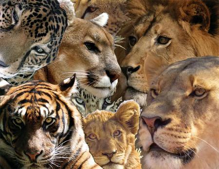 Big Cats - leopard, lion, animals, cats, tiger, panther