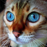 Blue Eyes