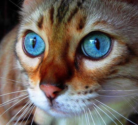 Blue Eyes - face, animal, cat, blue, eyes