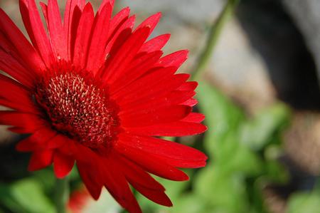 Flower - sky, red, flower, nature