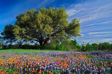 Flowers - flowers, field, nature, sky