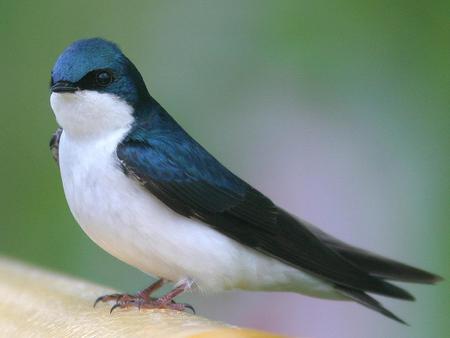 Bird - bird, blue and white, animal, swallow