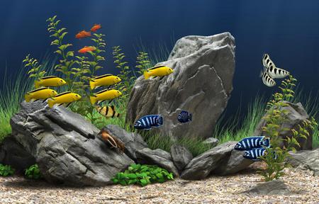 Fish - water, animal, fish, plant, gravel