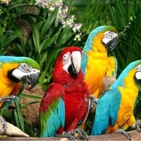 Macaws