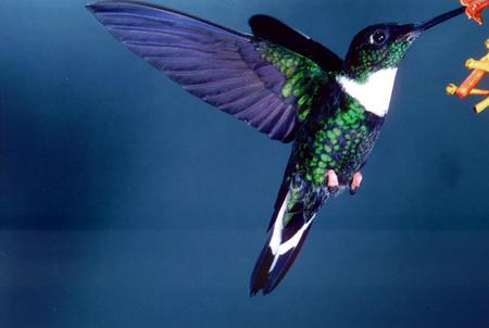 Hummingbird