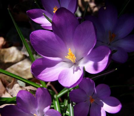 Flowers - flowers, purple, nature, rocks