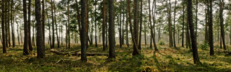 Trees - sky, forest, grass, trees