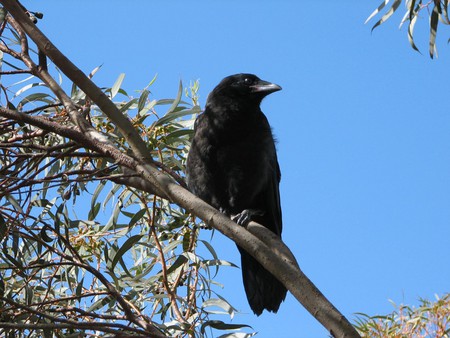 raven - tree, raven, bird, blue