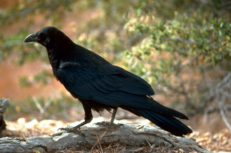 raven on a rock - rock, black, raven, bird