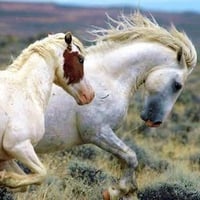 Mustang king and queen