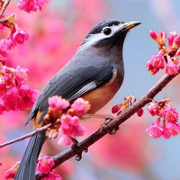 Spring bird