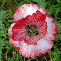 Red and White Poppy.