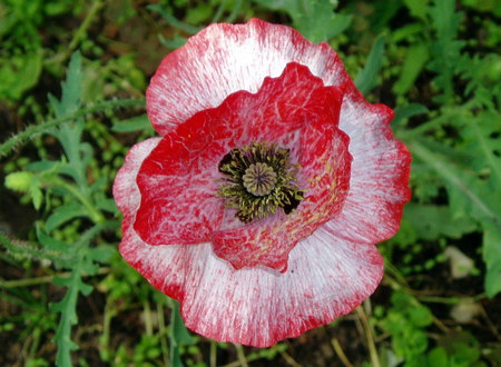 Red and White Poppy. - pretty, poppy, white, red