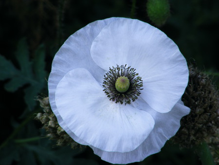 Is it real? - white, garden, delicate, poppy, pure