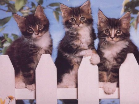 3 cats on fencing - 3, cats, fencing, kitten