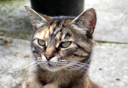 Erica, Alert!! - path, alert, tabby, whiskers, cat