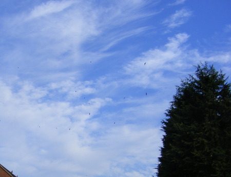 Beautiful clouds, - clouds, swifts, tree, noise