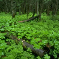 green leaves