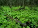 green leaves