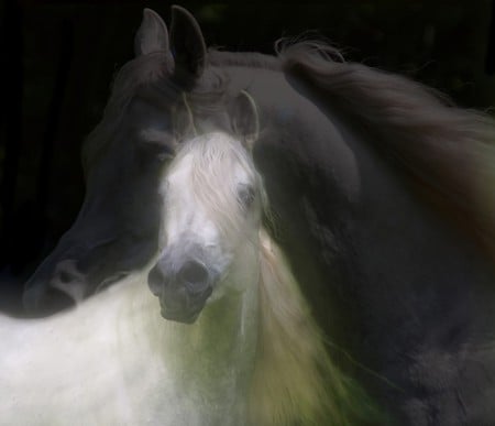 White Dream - white, horse, dream, fantasy