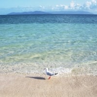 A sea gull on the beach