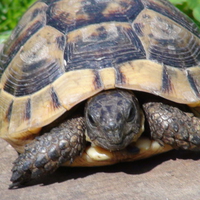 Cute Tortoise