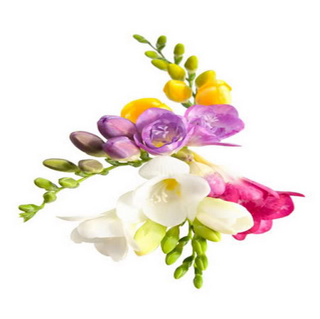 freesia - flower, simple, beauty, freesia, colorful