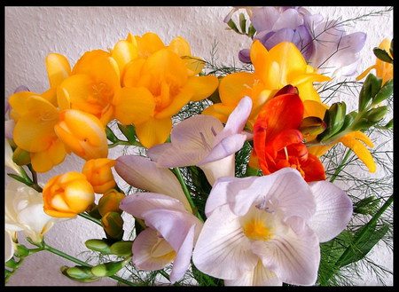 freesia - colorful, bouquet, freesia, flower