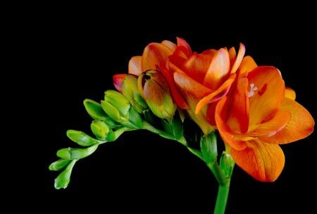 freesia - beauty, freesia, flower, red