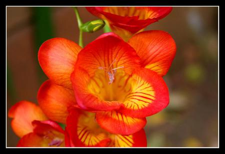 freesia - red, flower, beauty, freesia, macro