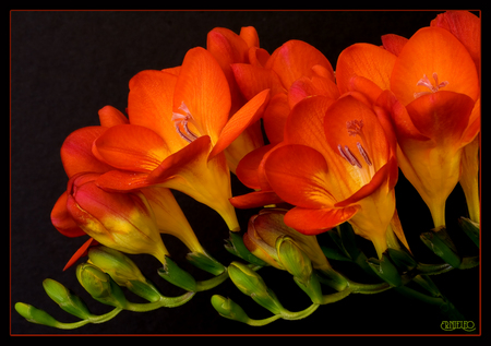 freesia - double, freesia, flower, red