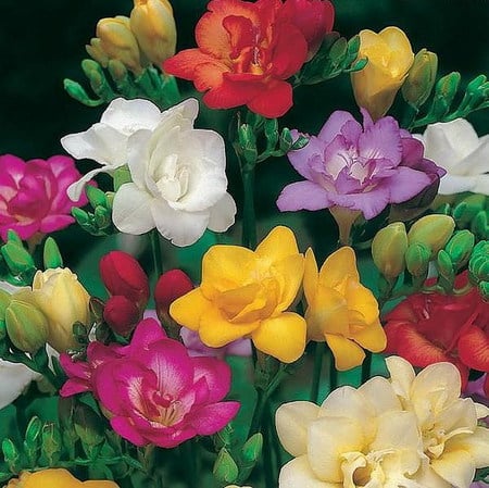 freesia - colorful, mix, freesia, flower