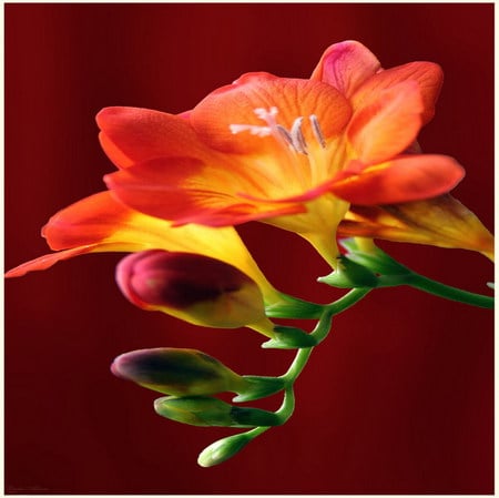 freesia - red, flower, beauty, freesia, macro, single