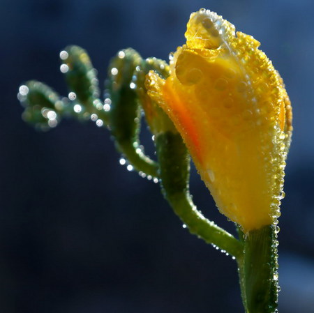 freesia - yellow, dew, macro, freesia, morning, flower